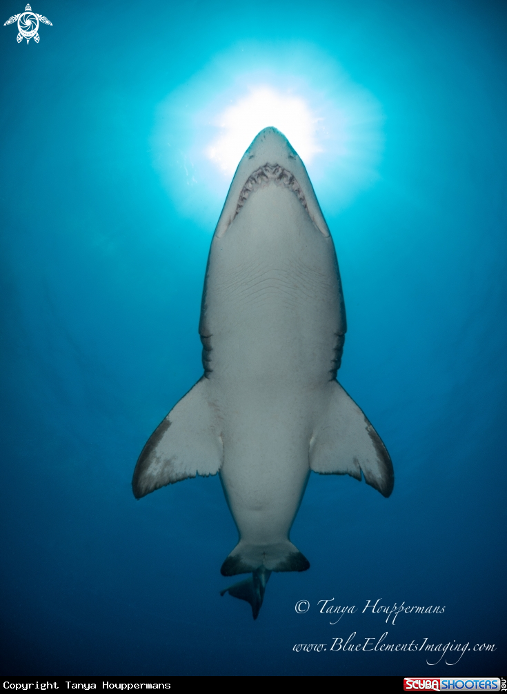 A Sand Tiger Shark