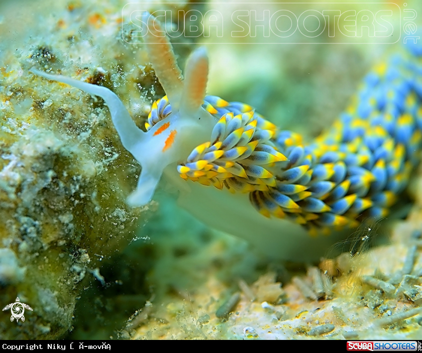 A Nudibranchia