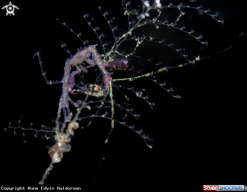 A Skeleton shrimp
