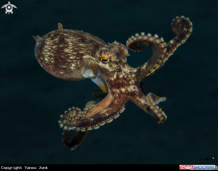 A Coconut Octopus