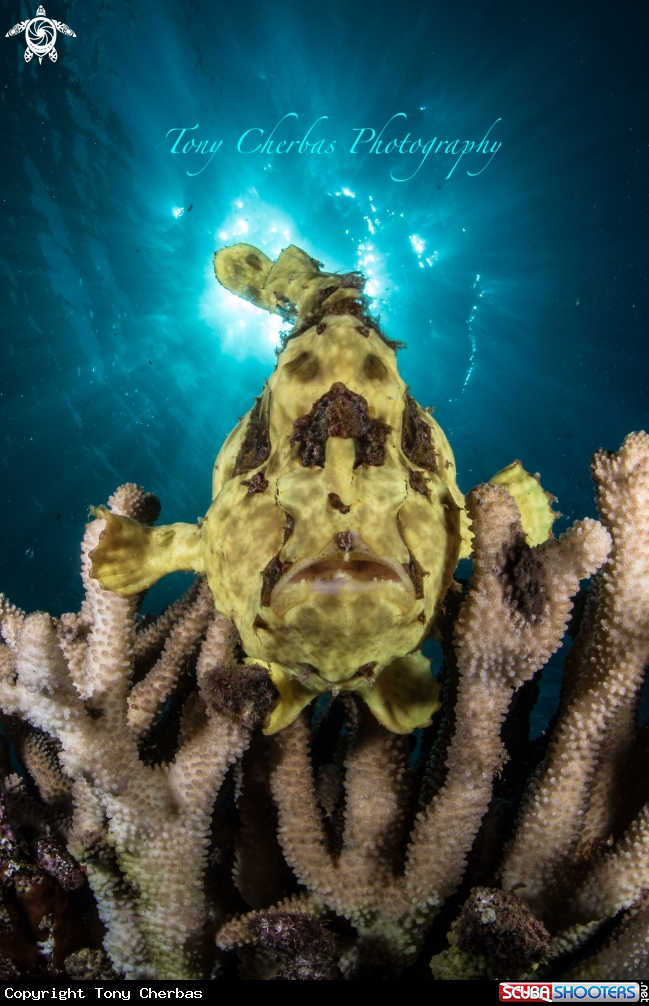 A Frogfish 