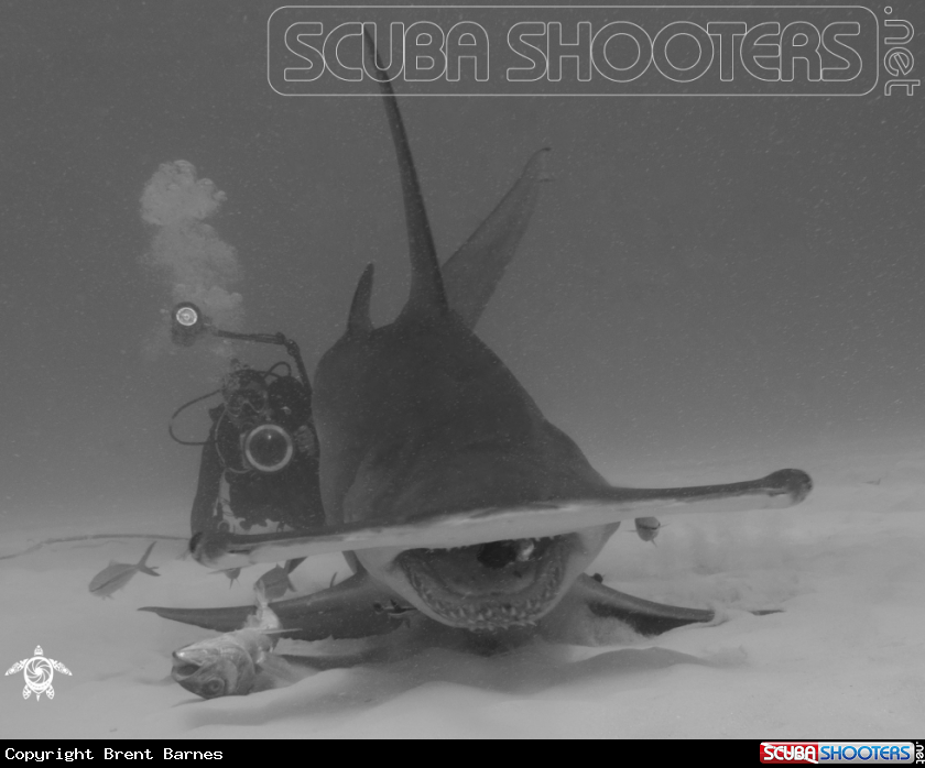 A Great Hammerhead