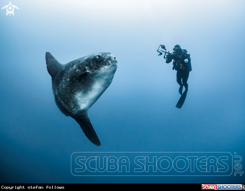 A Southern Ocean Sunfish
