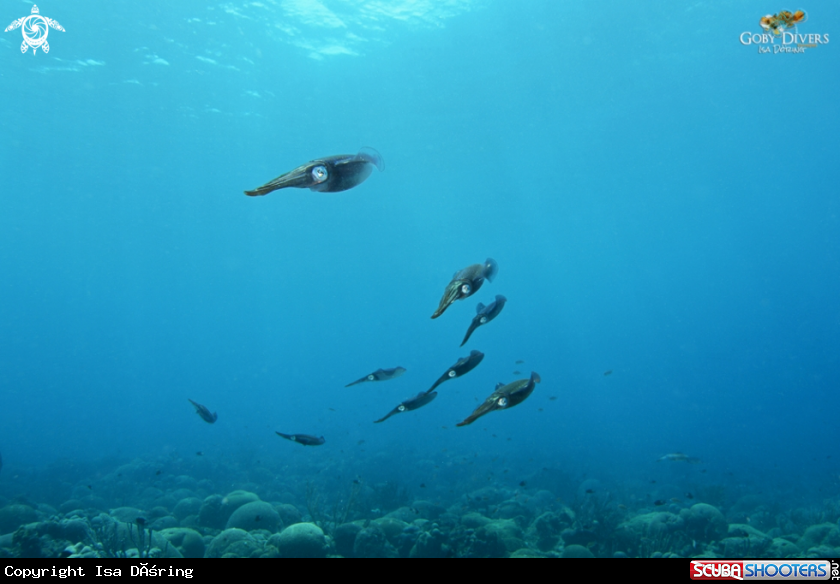 A Caribbean reef squid