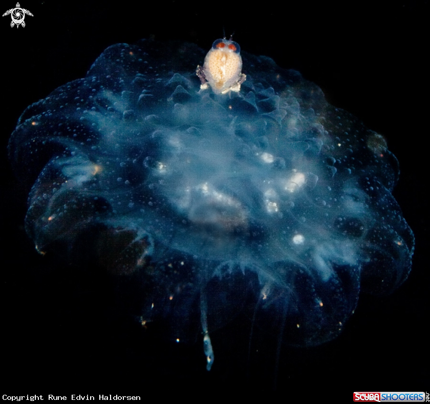 A Big eyed amphipod