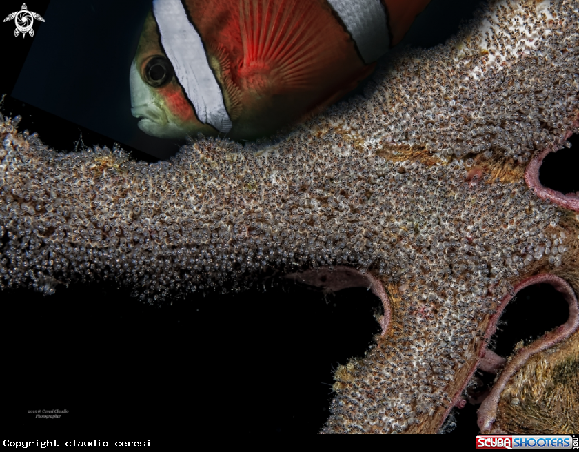A uova di pesce balestra e pesce pagliaccio , trigger fish egg's & clownfish guardian , Melichthys vidua ,  Amphiprion percula 