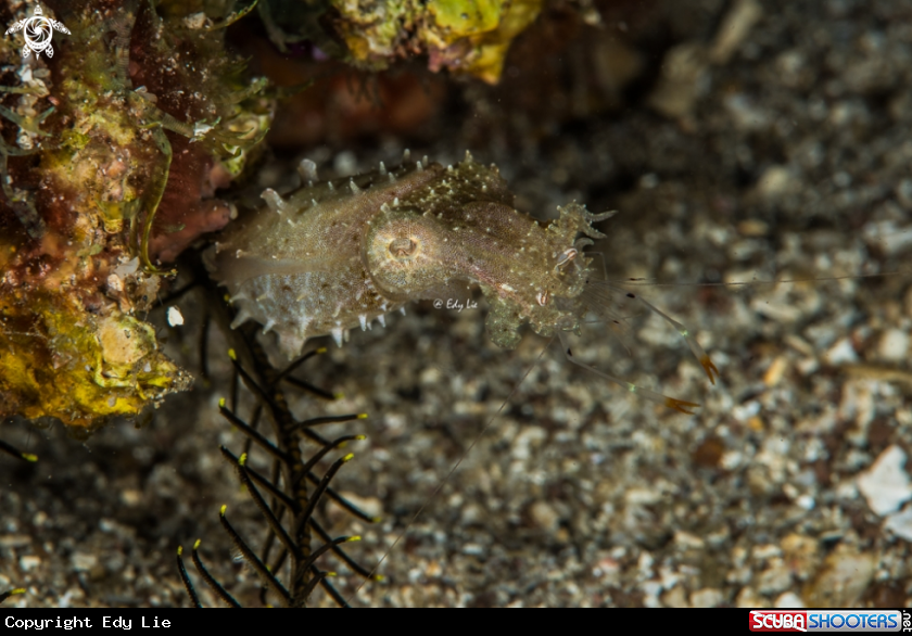 A Pigmy cuttle fish eat shrimp