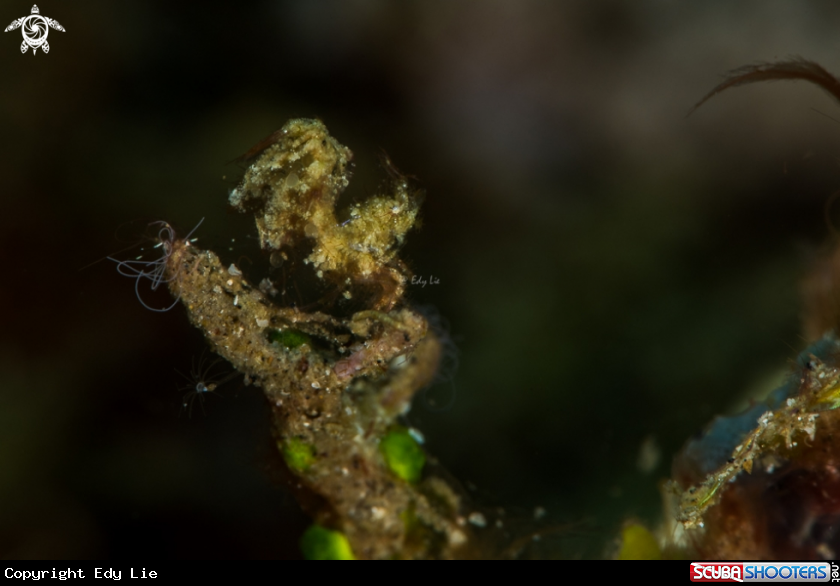 A Hairy Shrimp 
