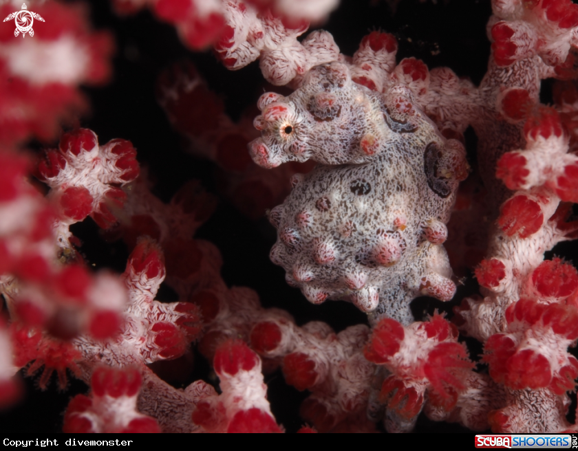 A pygmy seahorse