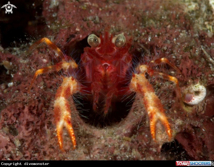 A Olivar's Squat Lobster