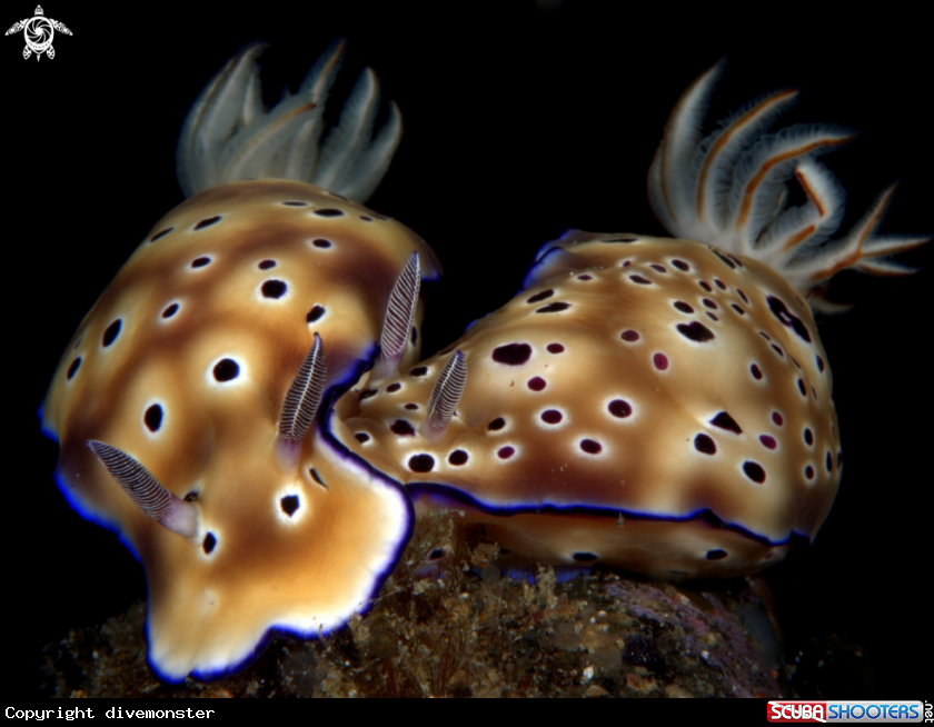 A Leopard Chromodoris