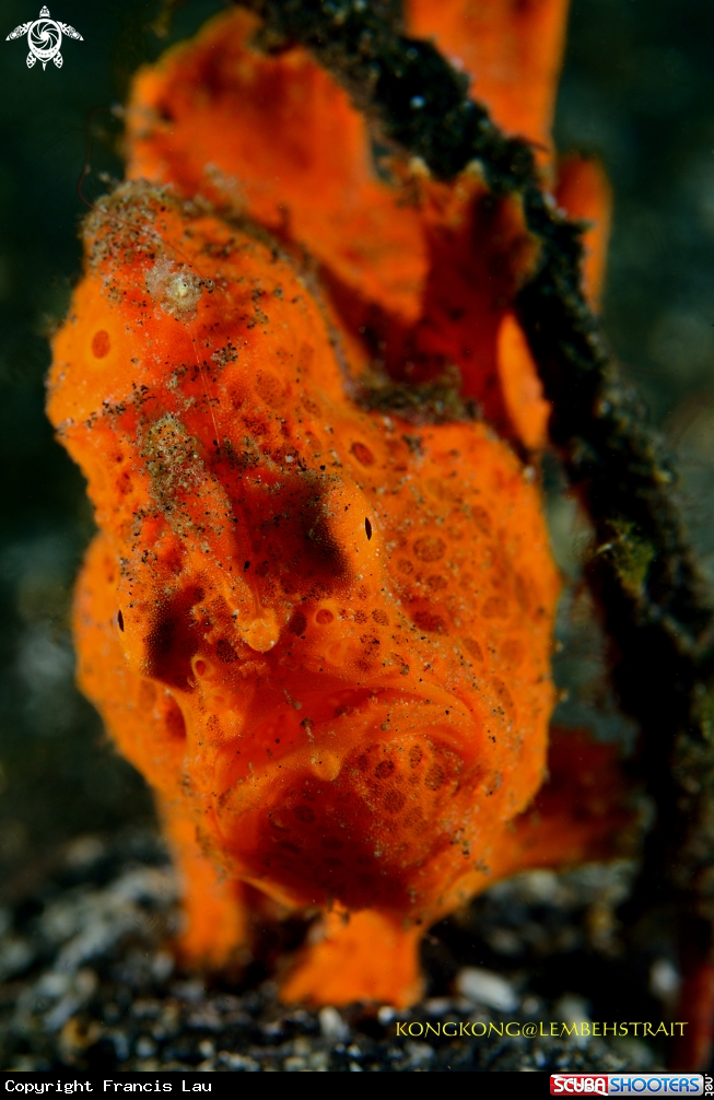 A Frogfish