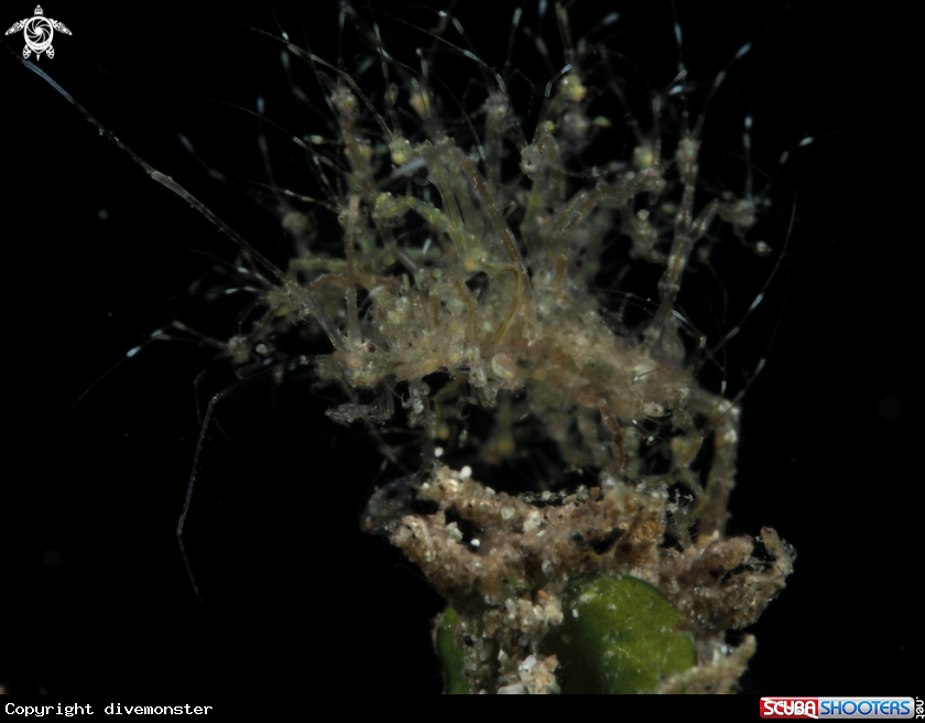 A Skeleton Shrimp