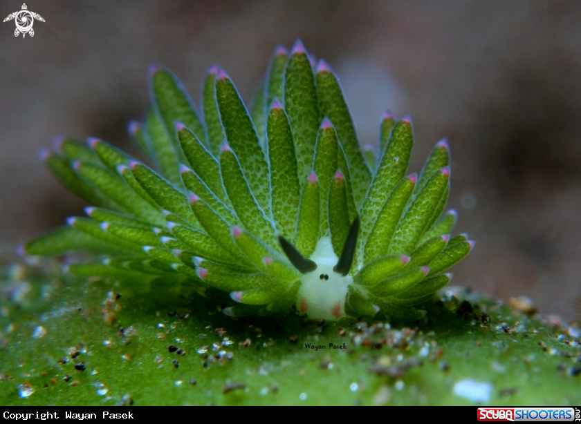 A cotasiella sp