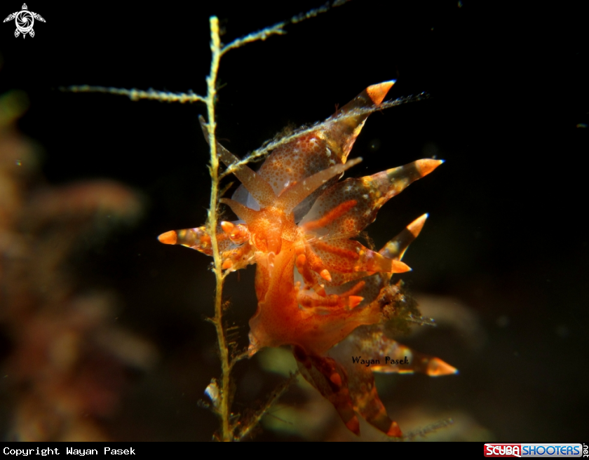 A Eubranchus sp