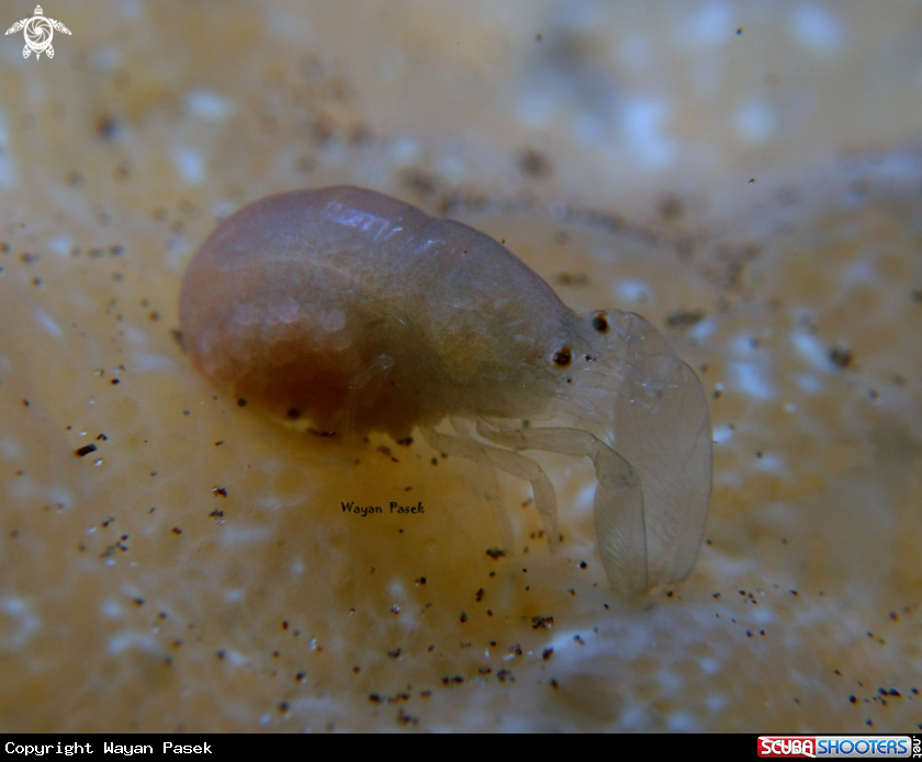 A shrimp