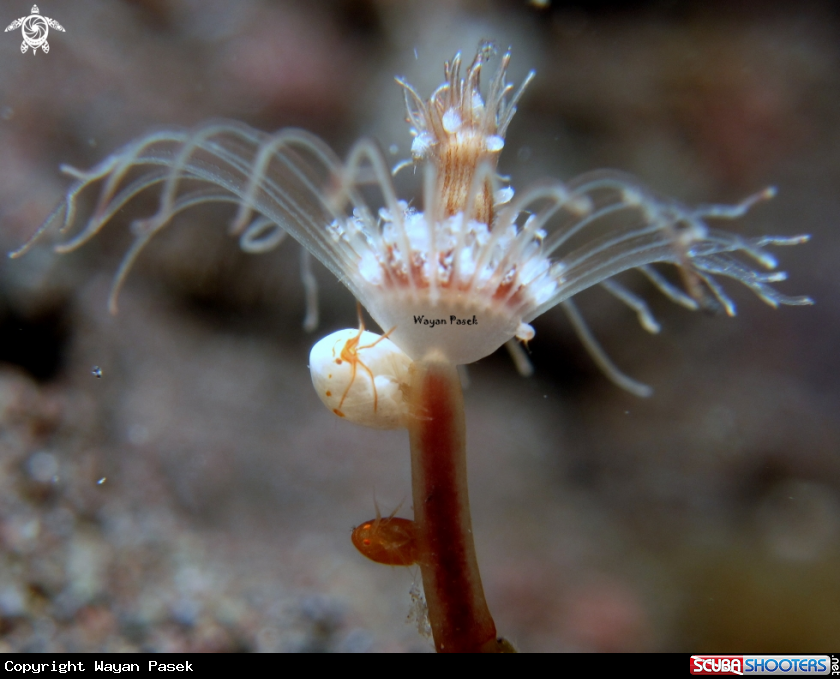 A amphipod