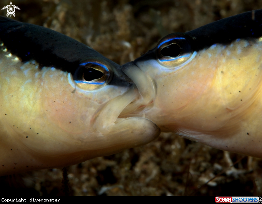A Blackstripe Dottyback