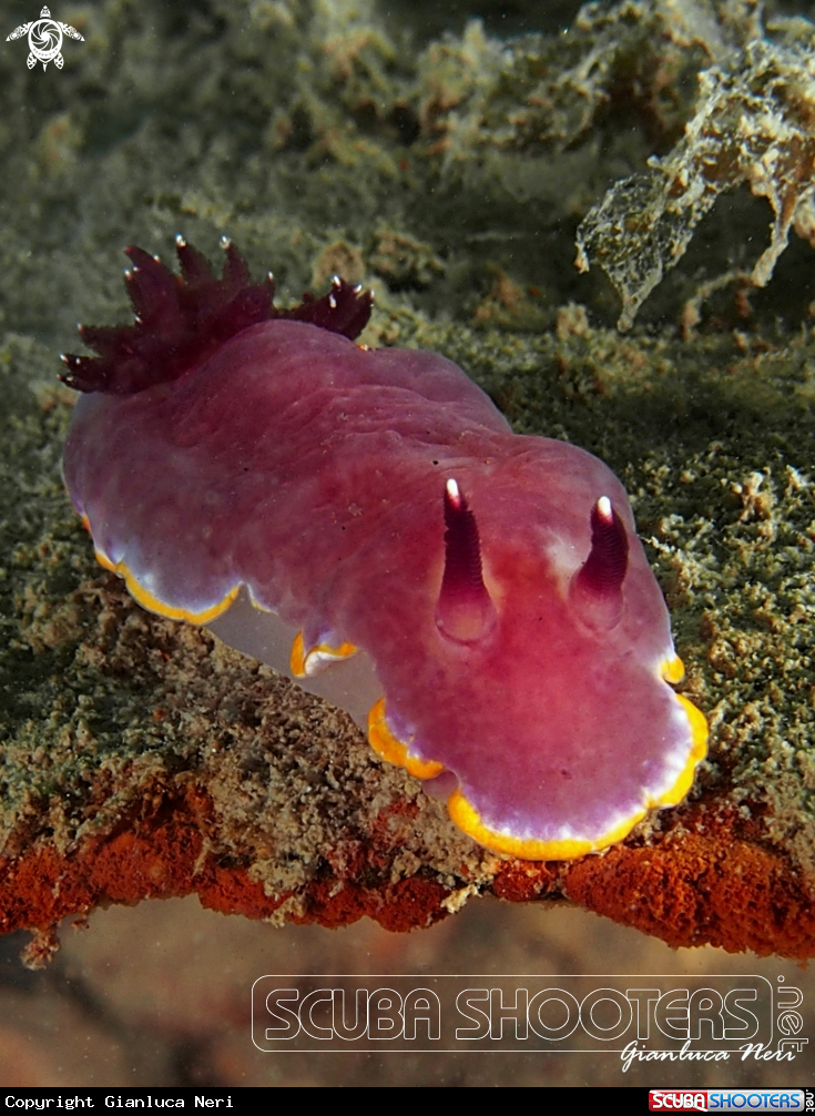 A Felimida purpurea