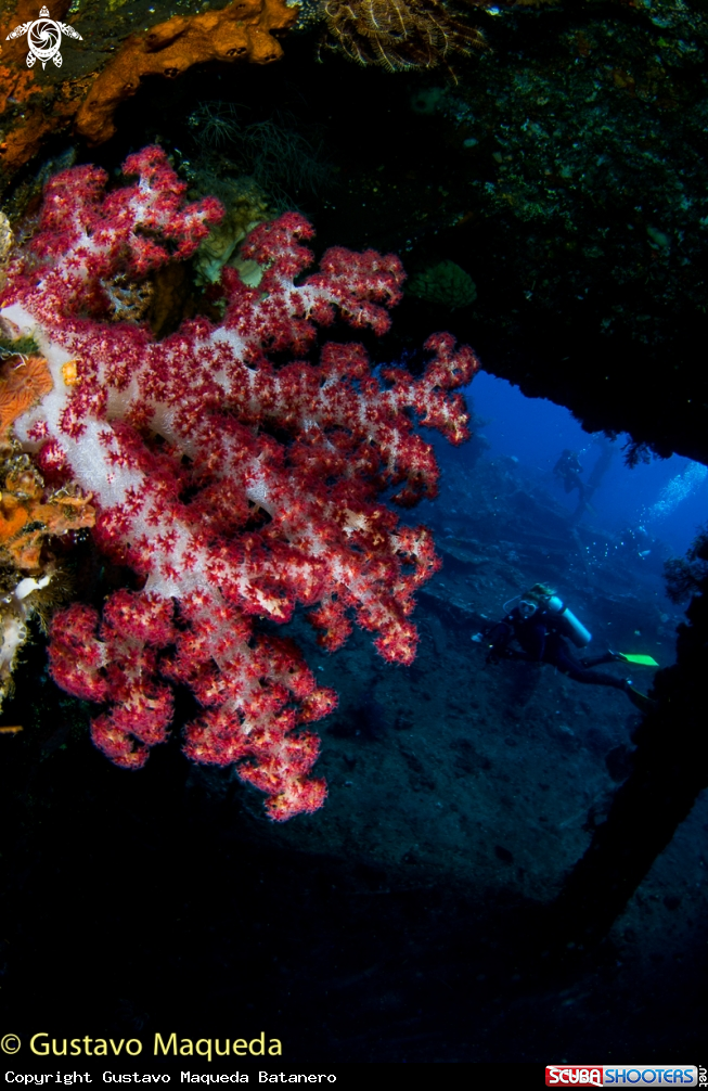A Coral blando y pecio
