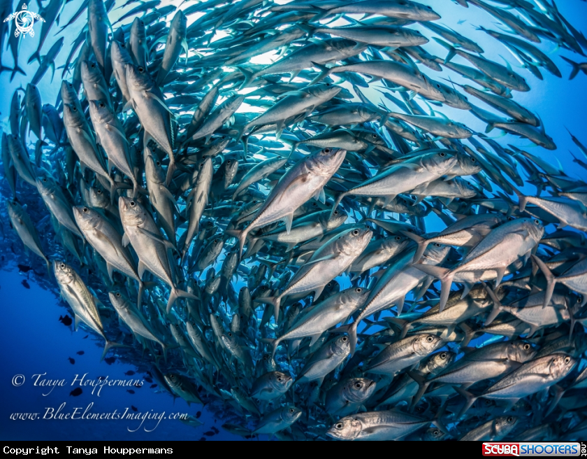 A Bigeye Trevally