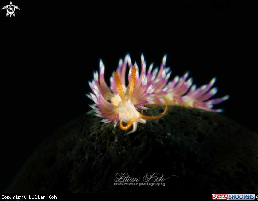 A Flabellina