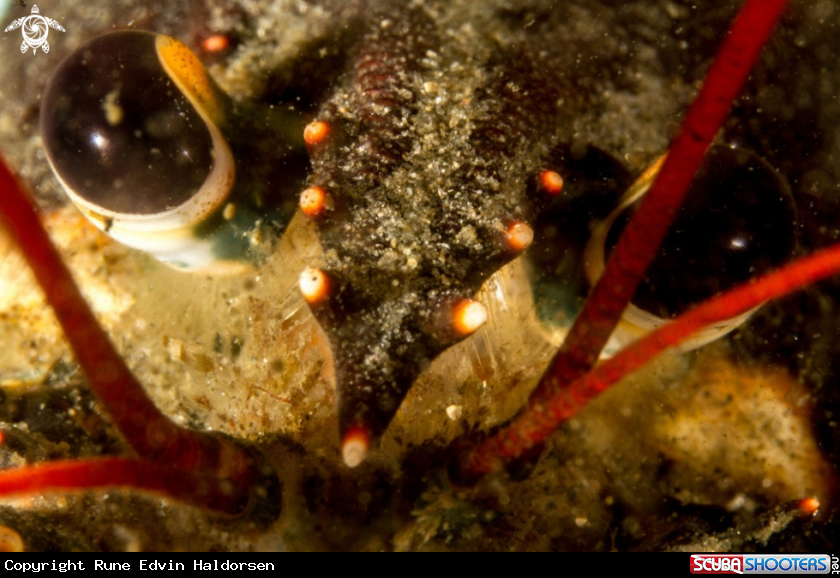 A European lobster