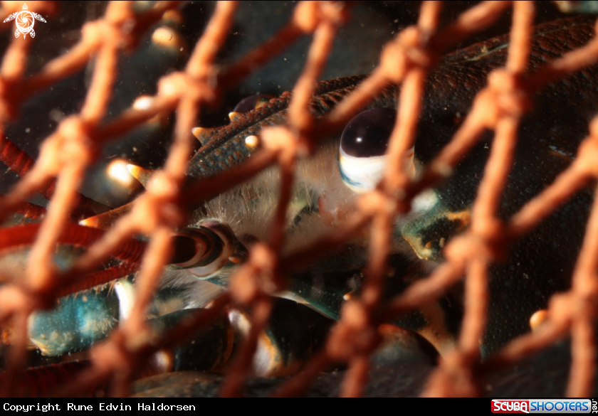 A European lobster
