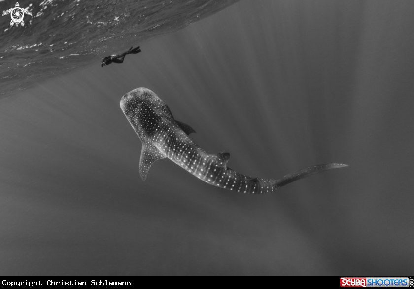 A Whaleshark