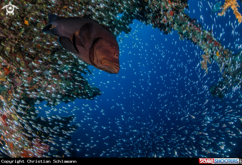 A Grouper