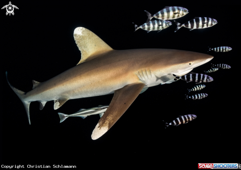 A Longimanus