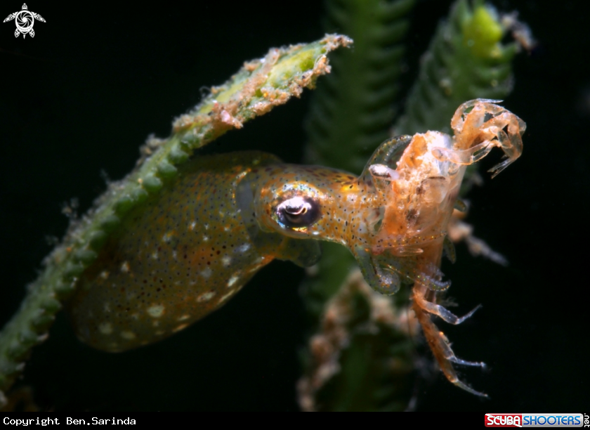 A Pigmy squid