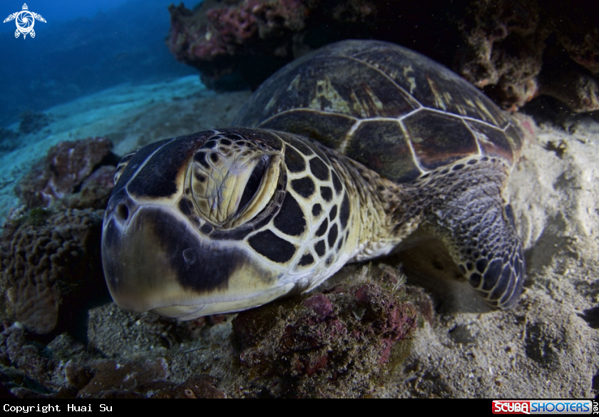 A Green Turtle