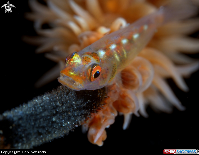 A Wire coral goby
