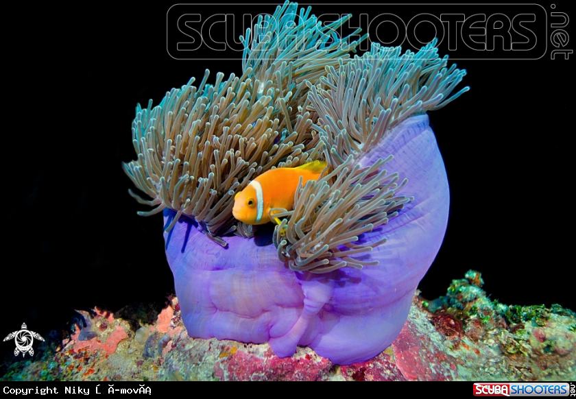 A Nemo
