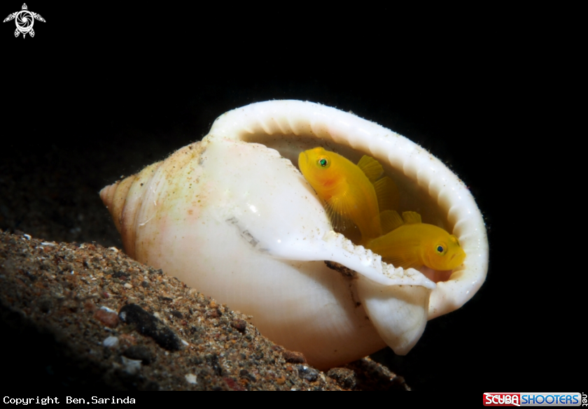 A Yellow pygmy goby