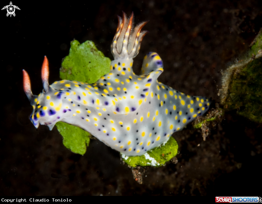 A Hypselodoris