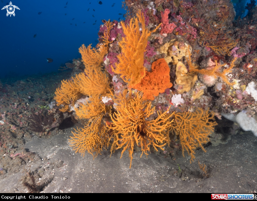 A Coral