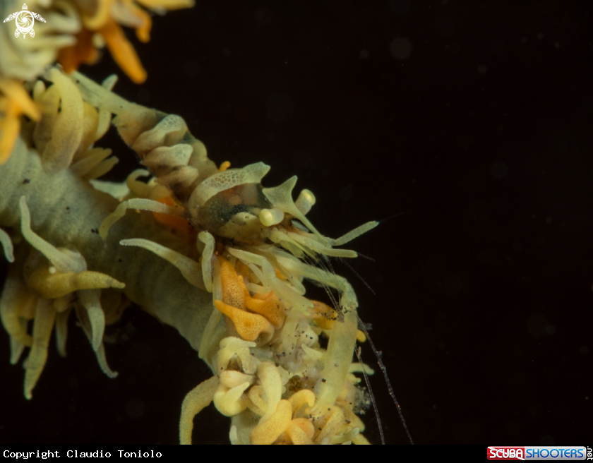 A Zanzibar Whip Coral Shrimp