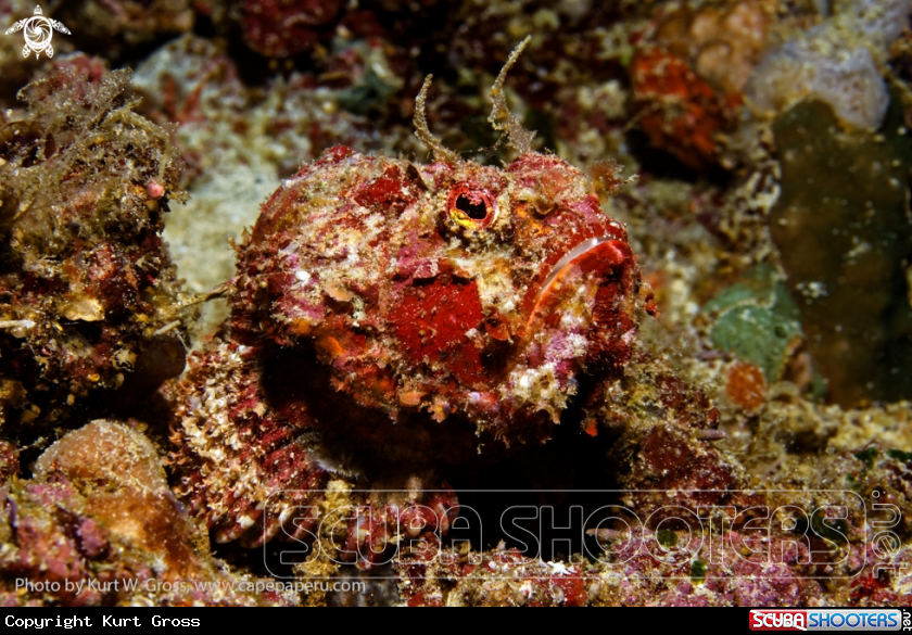 A Stone Fish