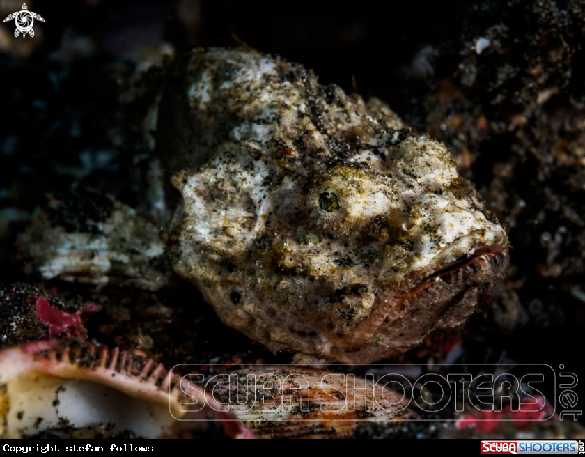 A Devil Scorpionfish