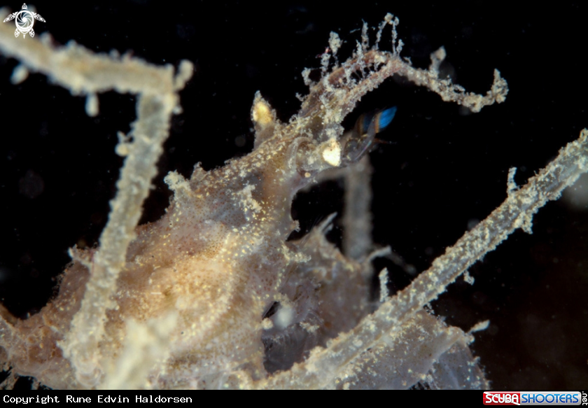 A Spider crab