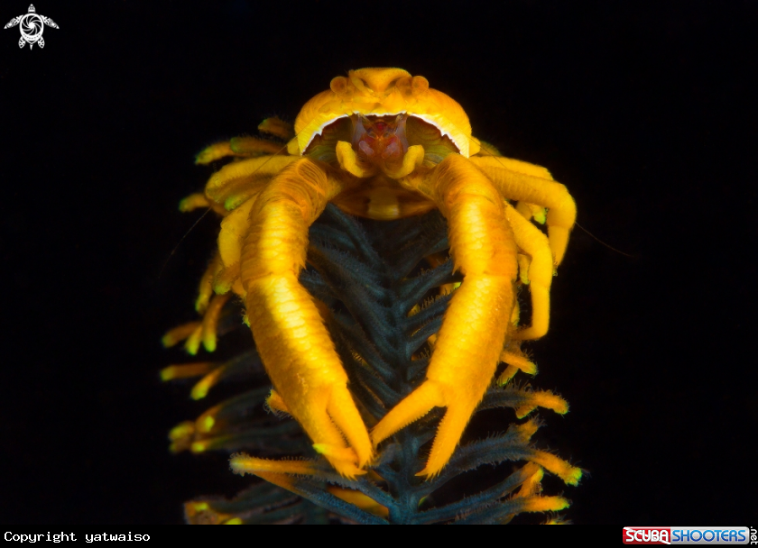 A Squat Lobster