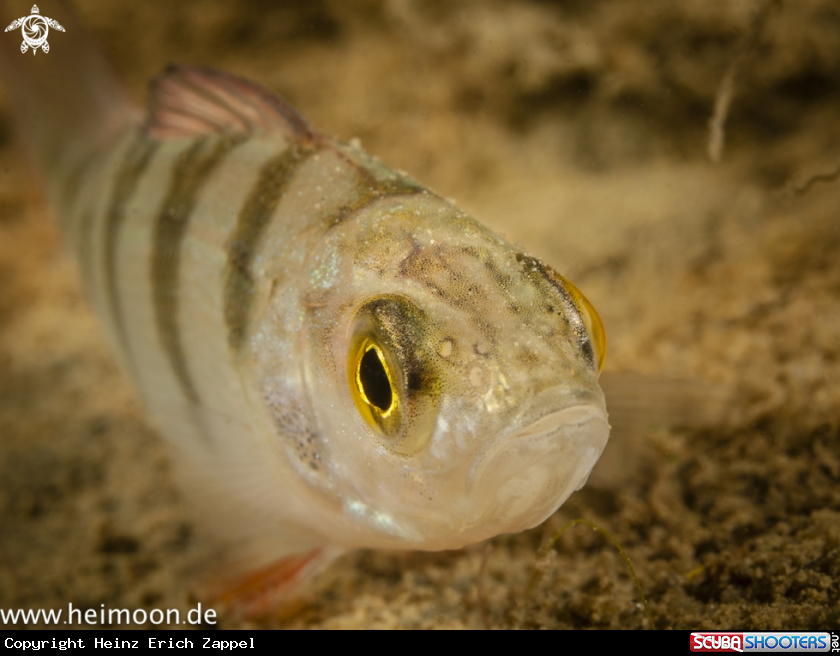 A Flussbarsch (Perca fluviatilis)