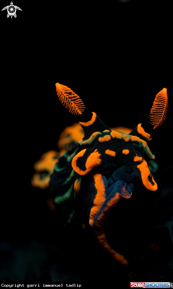 A nudibranch