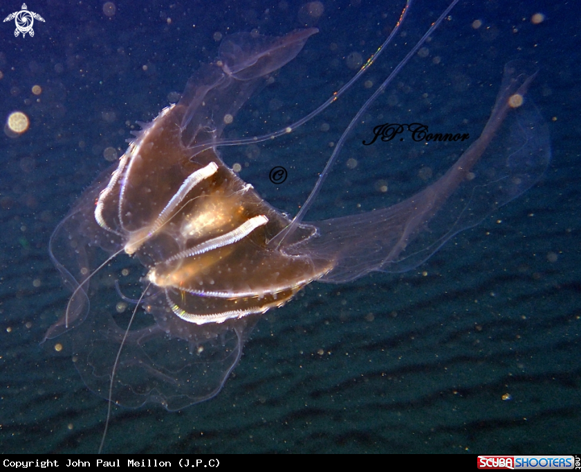 A Ctenophore