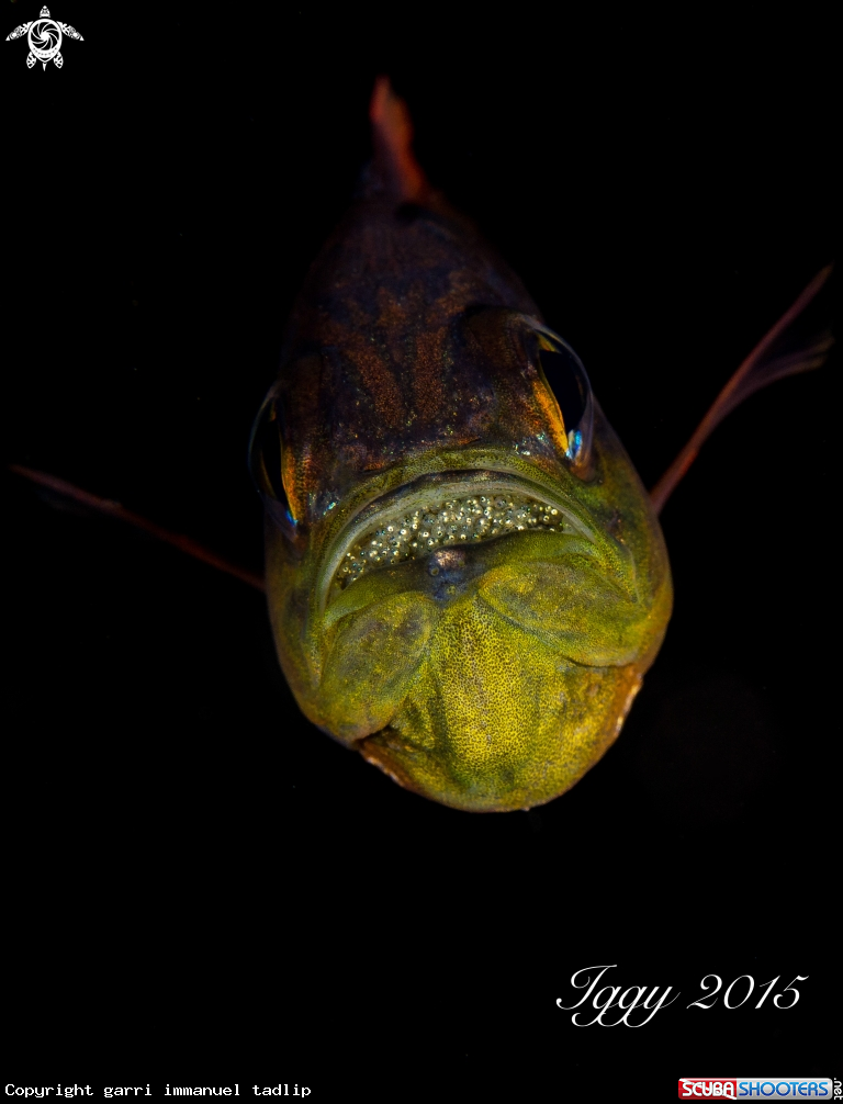 A cardinal fish
