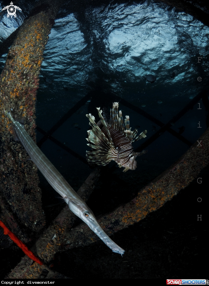 A Lion fish and Trumpet fish