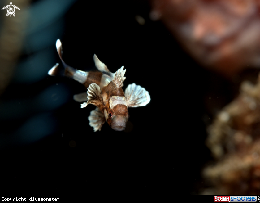 A Juvenile spotted  sweetlip 