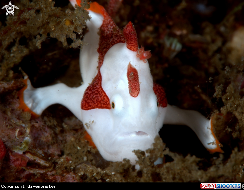 A Juvenile frog fish 